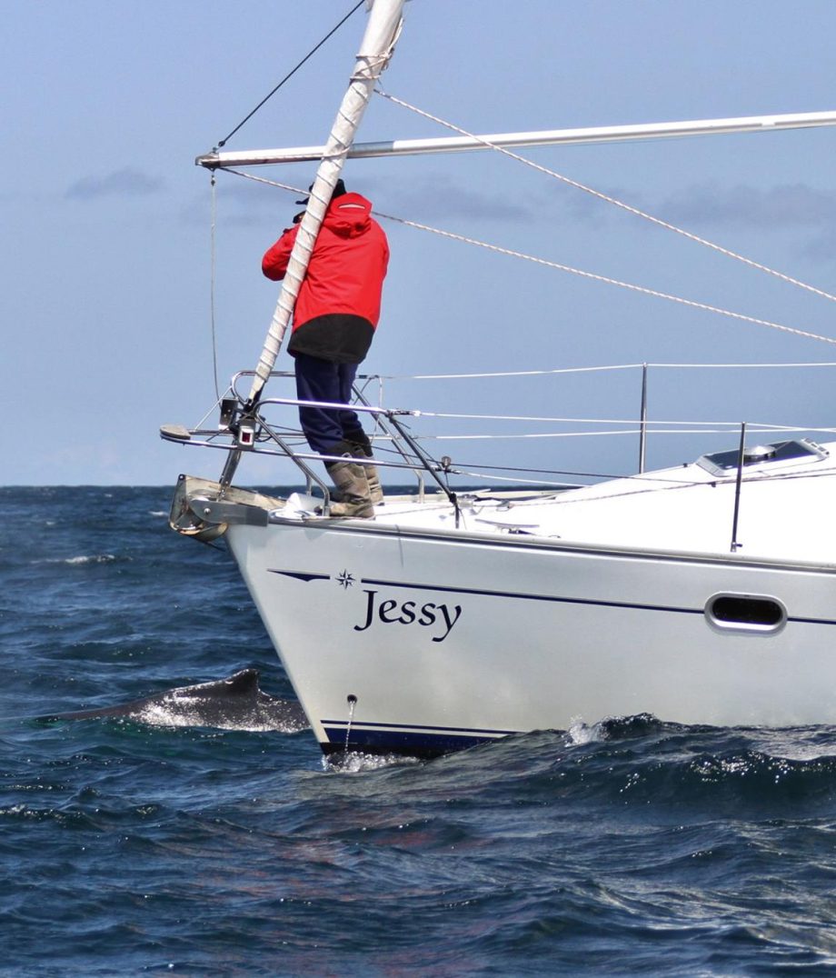 Sailing with dolphins